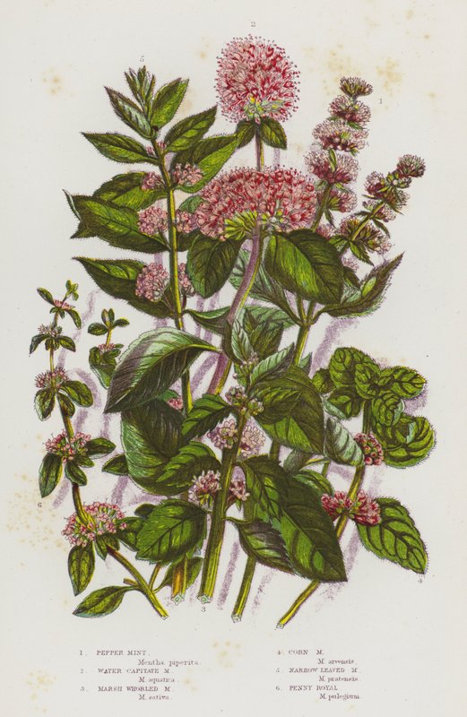 Ison-Britannian kukkivat kasvit: Pepper Mint, Water Capitate Mint, Marsh Whorled Mint, Corn Mint, Kapealehtinen minttu, Penny Royal (väri litho) tekijältä English School