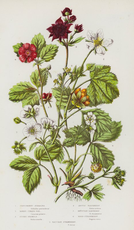 Ison-Britannian kukkivat kasvit: Sibbaldia, Marsh Cinque Foil, Stone Bramble, Arctic Raspberry, Mountain Raspberry, Wood Strawberry, Hautboy Strawberry (värilitro). tekijältä English School