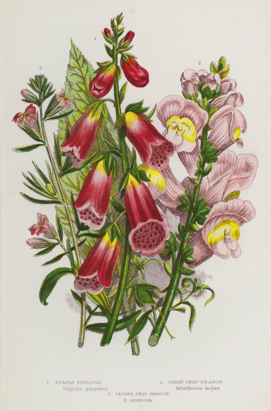 Plantes amb flors de Gran Bretanya: Foxglove porpra, Great Snap-Dragon, Lesser Snap-Dragon (litografia de color) finlandès tekijältä English School