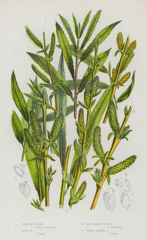 Ison-Britannian kukkivat kasvit: Purple Willow, Rose Willow, Pine Basket-Osier, Green-Leaved Osier (värinen lito) tekijältä English School