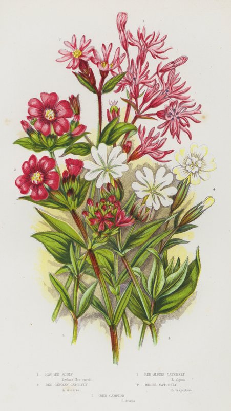 Ison-Britannian kukkivat kasvit: Ragged Robin, Red German Catchfly, Red Alpine Catchfly, White Catchfly, Red Campion (väri litho) tekijältä English School