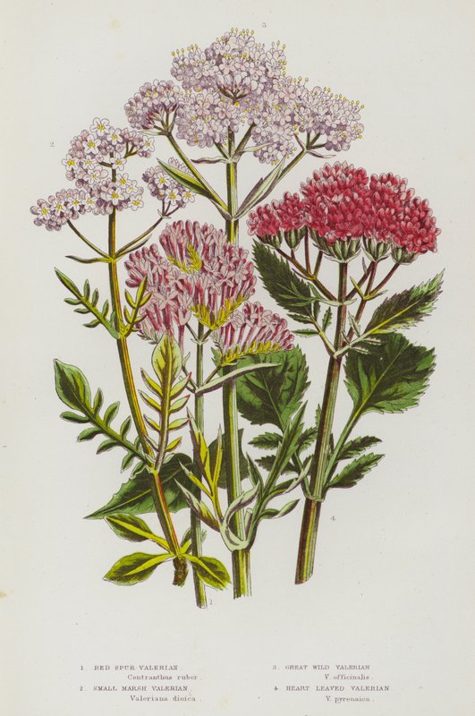 Ison-Britannian kukkivat kasvit: Red Spur Valerian, Small Marsh Valerian, Great Wild Valerian, Heart Leaved Valerian (väri litho) tekijältä English School