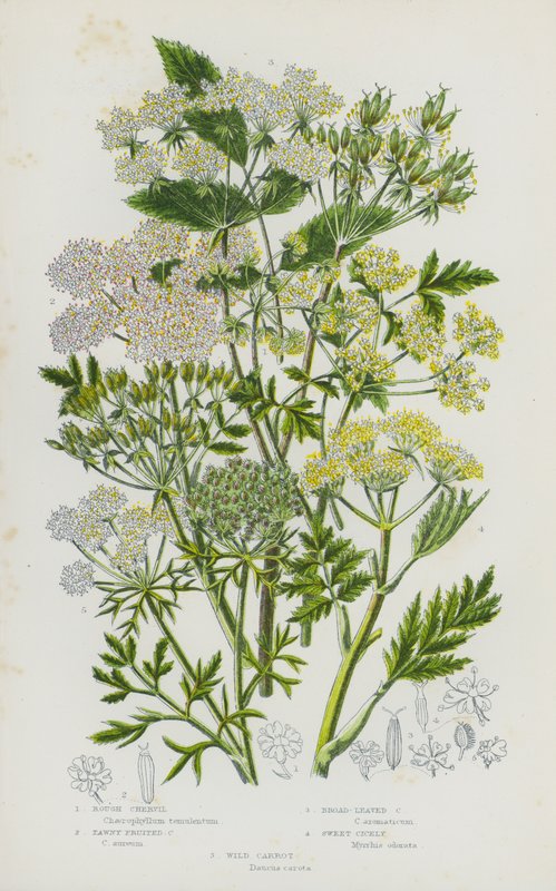 Ison-Britannian kukkivat kasvit: Rough Chervil, Tawny Fruited Chervil, Broad-Leaved Chervil, Sweet Cicely, Wild Porkkana (väri litho) tekijältä English School