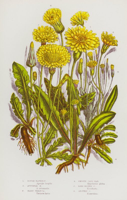Ison-Britannian kukkivat kasvit: Rough Hawkbit, Autumnal Hawkbit, Hairy Thrincia, Smooth Cats-Ear, Long-Rooted Cats-Ear, Spitted Cats-Ear (väri litho) tekijältä English School