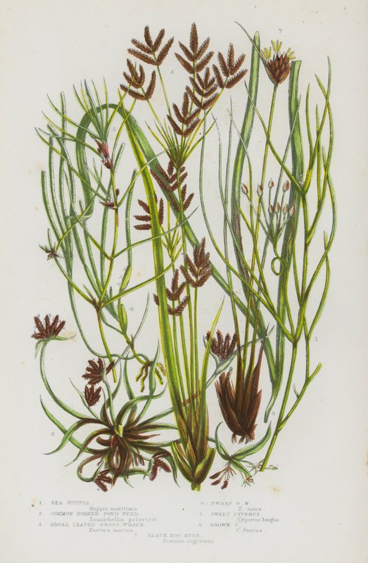 Ison-Britannian kukkivat kasvit: Ruppia, Common Horned Pond Weed, Broad Leaved Grass Wrack, Dwarf Grass Wrack, Sweet Cyperus, Brown Cyperus, Black Bog Rush (väri litografia). tekijältä English School