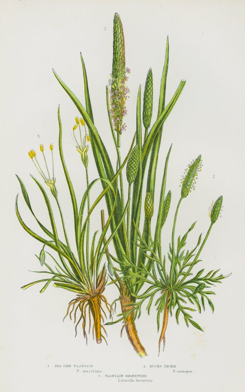 Ison-Britannian kukkivat kasvit: Plantain Shoreweed (väri litografia). tekijältä English School