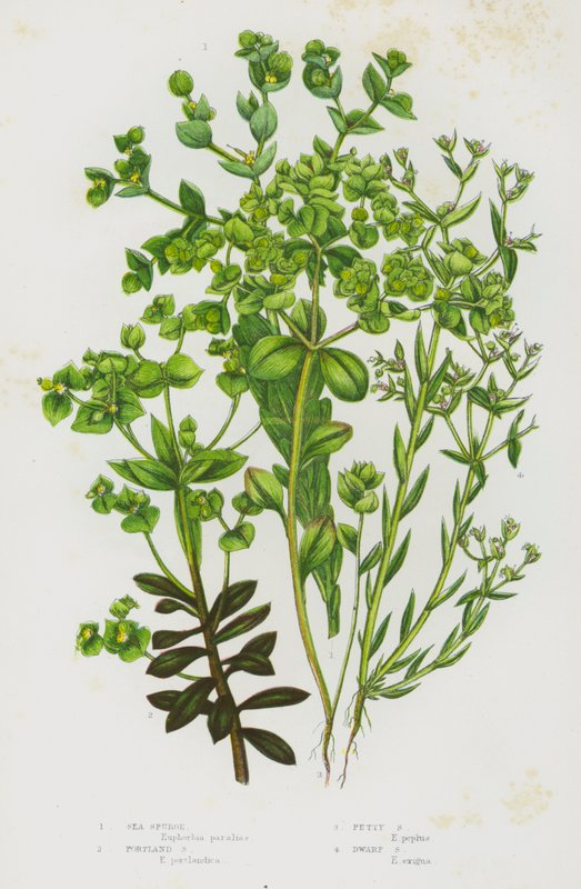 Ison-Britannian kukkivat kasvit: Petty Spurge, Petty Spurge, Dwarf Spurge (väriliitos). tekijältä English School