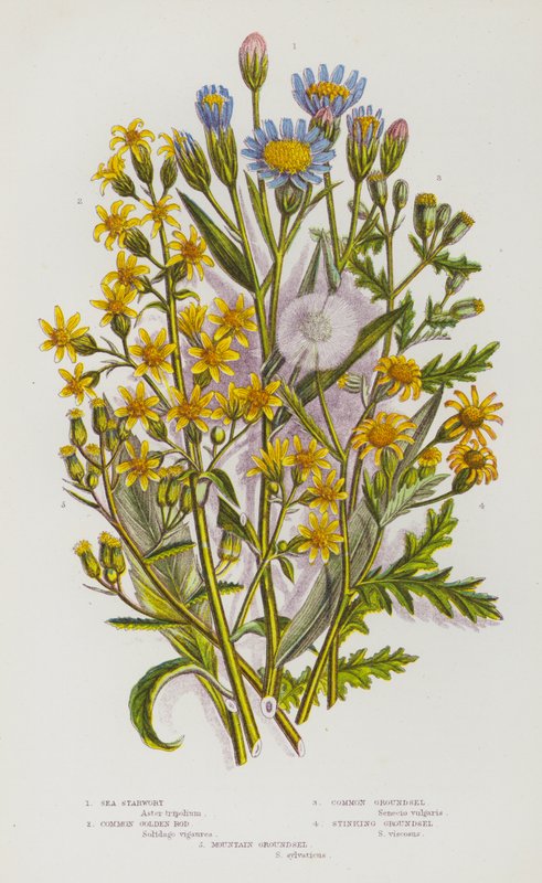Ison-Britannian kukkivat kasvit: Sea Starwort, Common Golden Rod, Common Groundsel, Stinking Groundsel, Mountain Groundsel (väri litho) tekijältä English School
