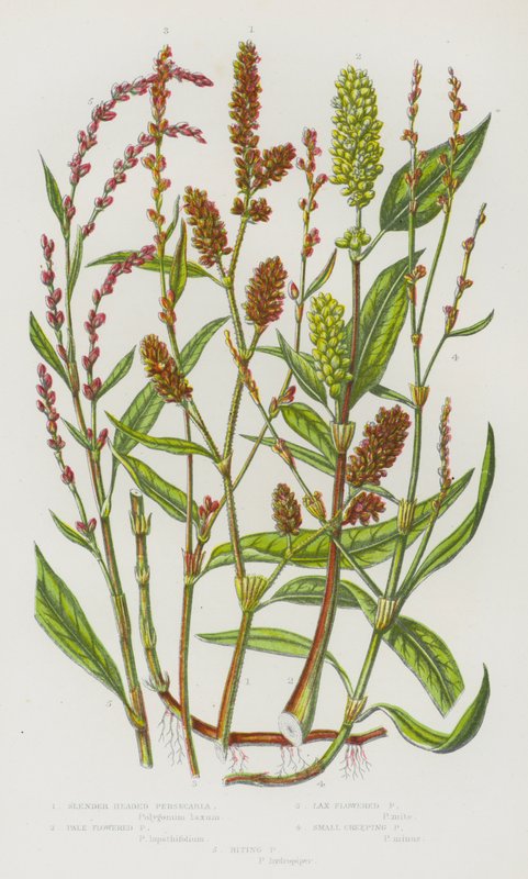Ison-Britannian kukkivat kasvit: Hoikkapäinen Persicaria, Vaaleakukkainen Persicaria, Lax Flowered Persicaria, Pieni hiipivä Persecaria, Pureva Persecaria (värilitho) tekijältä English School