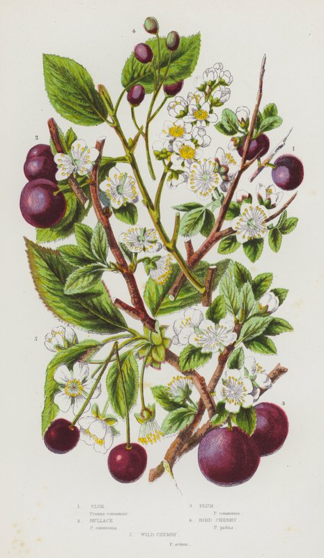 Ison-Britannian kukkivat kasvit: Sloe, Bullace, Luumu, Bird Cherry, Wild Cherry (väri litho) tekijältä English School