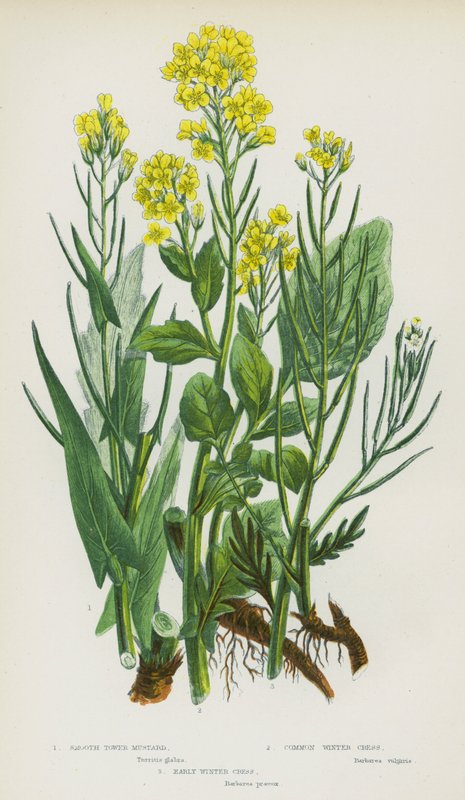 Ison-Britannian kukkivat kasvit: Smooth Tower Sinappi, Common Winter Cress, Early Winter Cress (väri litho) tekijältä English School
