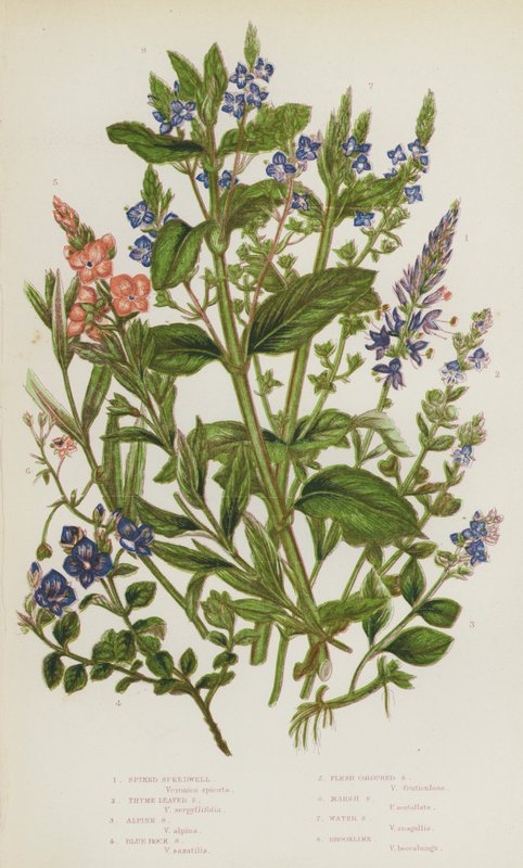 Ison-Britannian kukkivat kasvit: Kukka: Spiked Speedwell, Thyme Leaved Speedwell, Alpine Speedwell, Blue Rock Speedwell, Flesh Coloured Speedwell, Marsh Speedwell, Water Speedwell, Brooklime (väri litografia). tekijältä English School