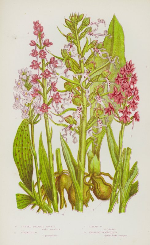 Ison-Britannian kukkivat kasvit: Orchis, Pyramidal Orchis, Lizard Orchis, Fragrant Gymnadenia (väri litossa). tekijältä English School