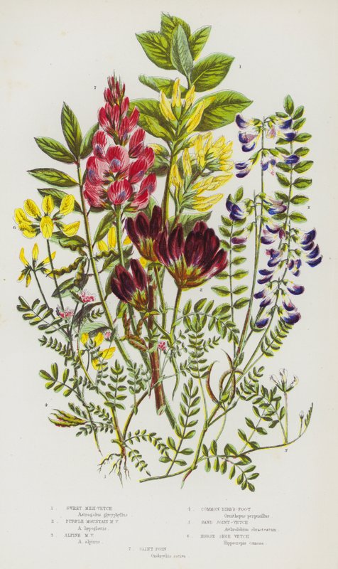 Ison-Britannian kukkivat kasvit: Sweet Milk-Vetch, Purple Mountain Milk-Vetch, Alpine Milk-Vetch, Common Bird