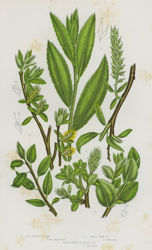 Ison-Britannian kukkivat kasvit: Tea Leaved Willow, Small Tree Willow, Green Whortle Leaved Willow (väri litho) tekijältä English School