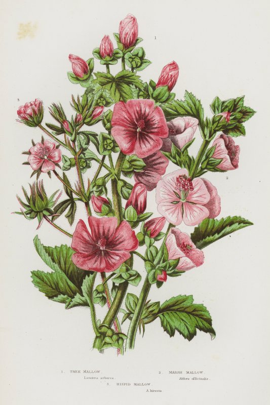 Ison-Britannian kukkivat kasvit: Mallow, Marsh Mallow, Hispid Mallow (väri litografia). tekijältä English School