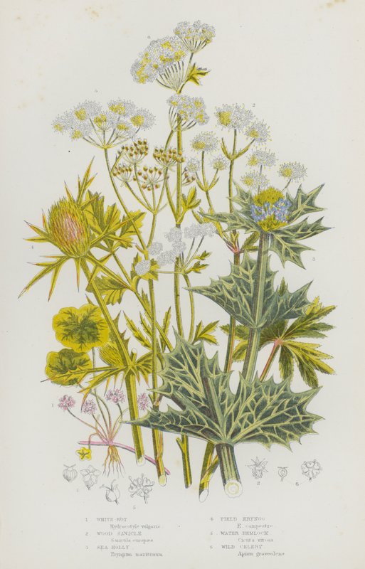 Ison-Britannian kukkivat kasvit: White Rot, Wood Sanicle, Sea Holly, Field Eryngo, Water Hemlock, Wild Selleri (väri litho) tekijältä English School