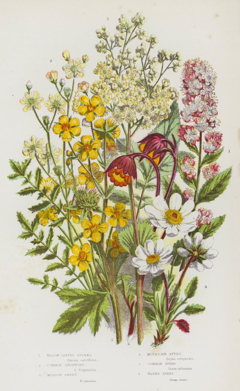 Ison-Britannian kukkivat kasvit: Willow Leaved Spiraea, Common Dropwort, Meadow Sweet, Mountain Avens, Common Avens, Water Avens (väri litho) tekijältä English School