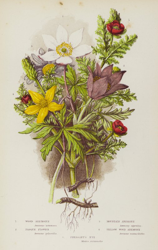 Ison-Britannian kukkivat kasvit: Wood Anemone, Pasque Flower, Mountain Anemone, Pasque Flower, Yellow Wood Anemone, Fasant