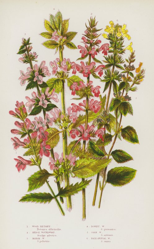 Ison-Britannian kukkivat kasvit: Wood Betony, Hedge Woundwort, Marsh Woundwort, Downy Woundwort, Corn Woundwort, Pale Annual Woundwort (väri litho) tekijältä English School