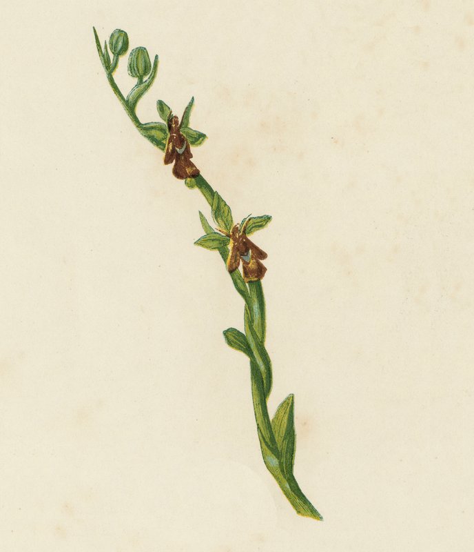 Fly Orchis, Ophrys Muscifera (väri litho) tekijältä English School