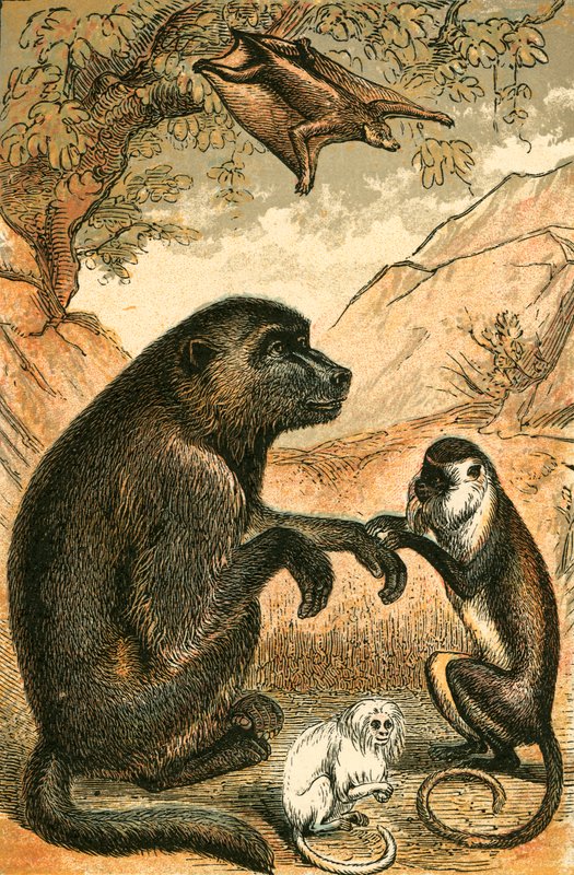 Lentävä lemur, paviaani, Diana Monkey ja Marmoset tekijältä English School