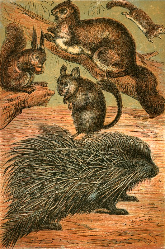 Liito-oravat, orava, chinchilla ja porcupine tekijältä English School
