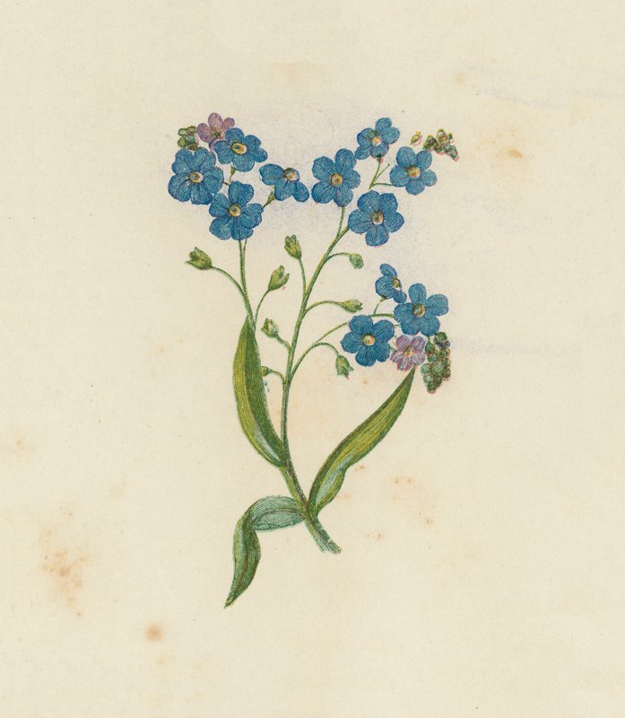 Unohda minua, Myosotis Palustris (väri litho) tekijältä English School