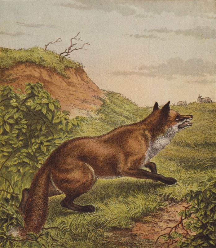 Fox (väri litho) tekijältä English School