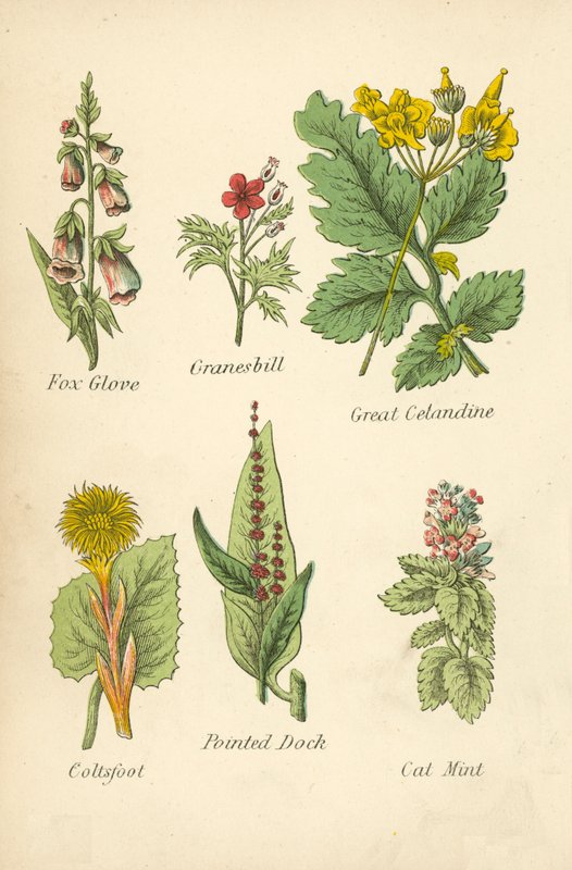 Fox Glove, Granesbill, Great Cetandine, Coltsfoot, Pointed Dock, Cat Mint (väriliitos). tekijältä English School