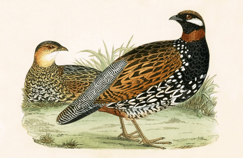 Francolin, kuvitus Charles Robert Breen (1811-86) teoksesta "A History of the Birds of the Birds of the British Islands", julkaistu 1867 tekijältä English School