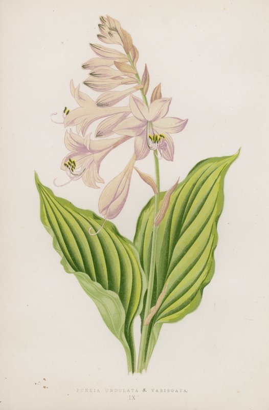 Funkia Undulata; B Variegata (värilitra) tekijältä English School