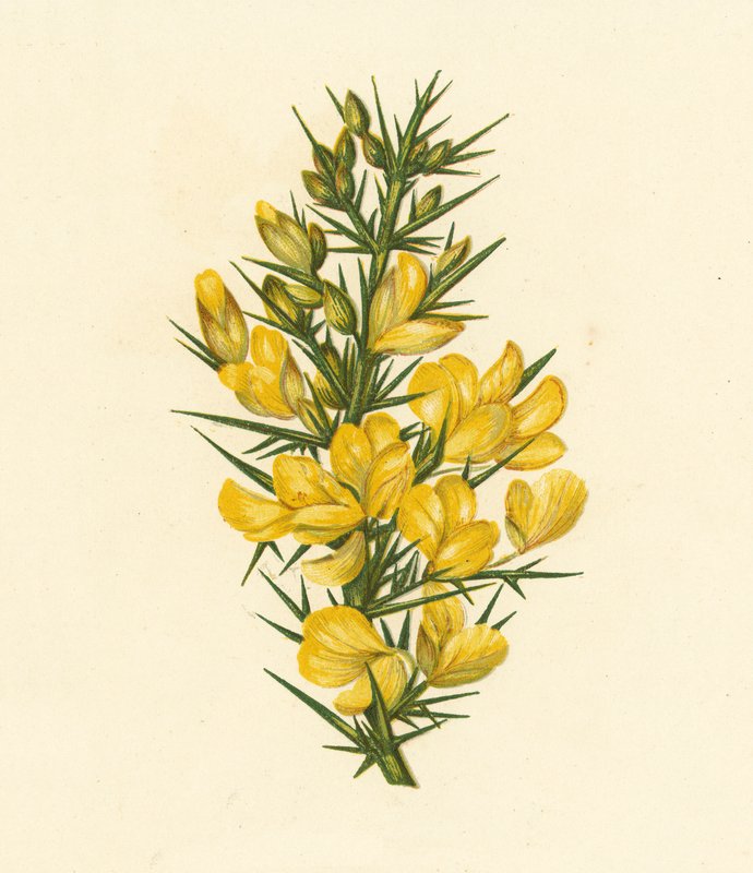 Furze, Ulex Europaeus (värilitro) tekijältä English School