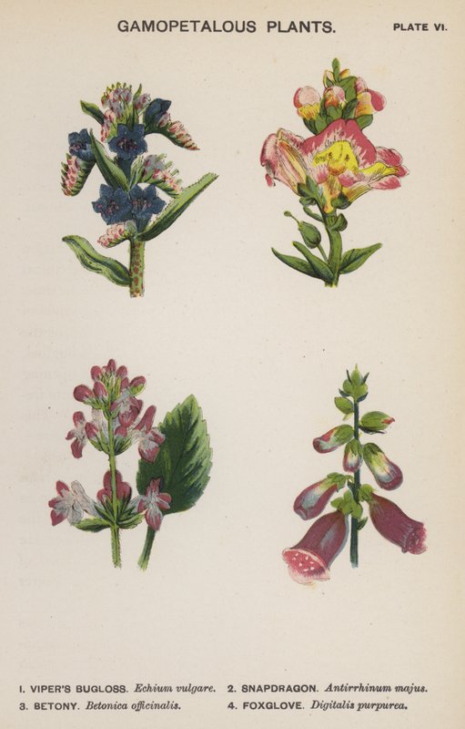 Gamopetalous Plants (väri litho) tekijältä English School