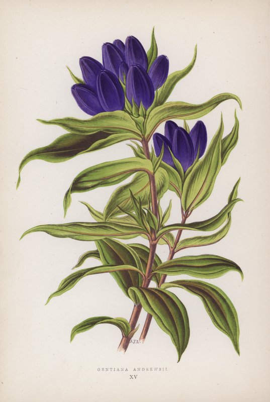 Gentiana Andrewsii (värilitro) tekijältä English School