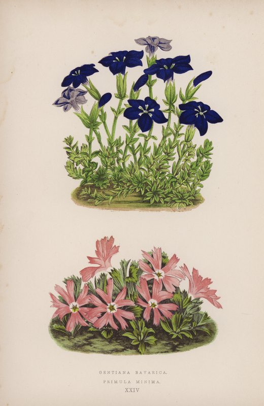 Gentiana Bavarica; Primula Minima (väri litho) tekijältä English School