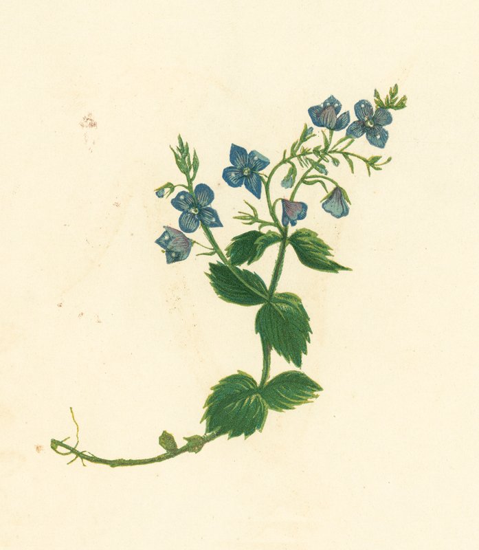 Germander Speedwell, Veronica Chamaedrys (värilitro) tekijältä English School