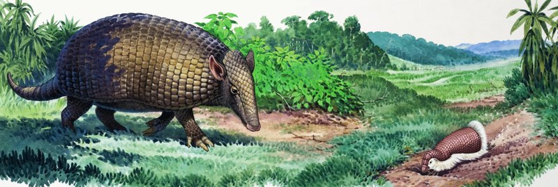 Giant Armadillo ja keiju armadillo tekijältä English School