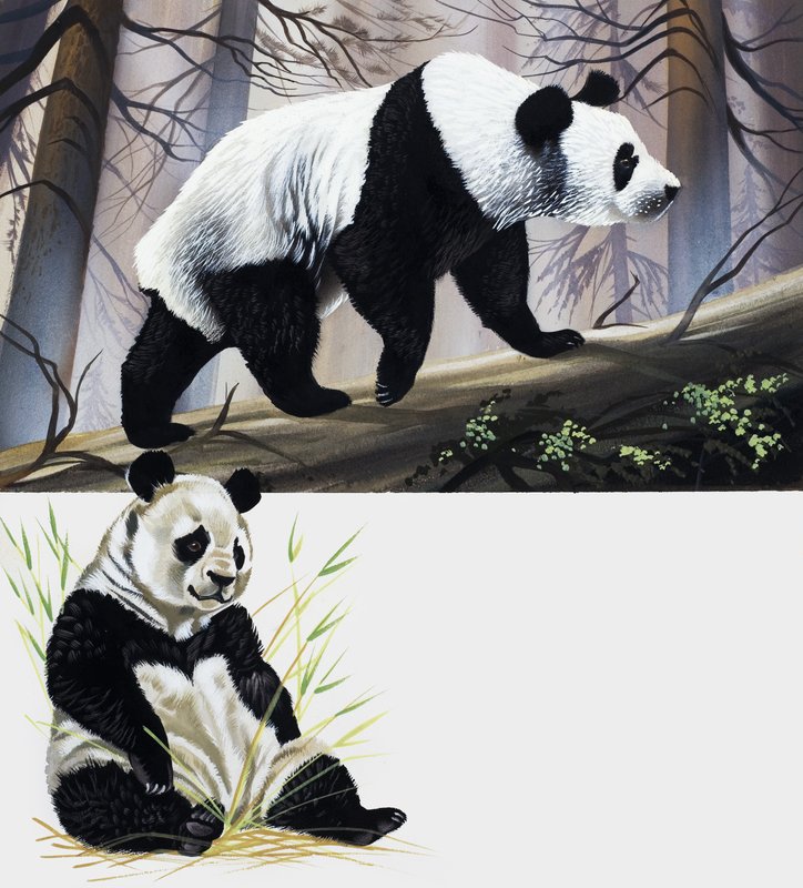 Jättipanda tekijältä English School