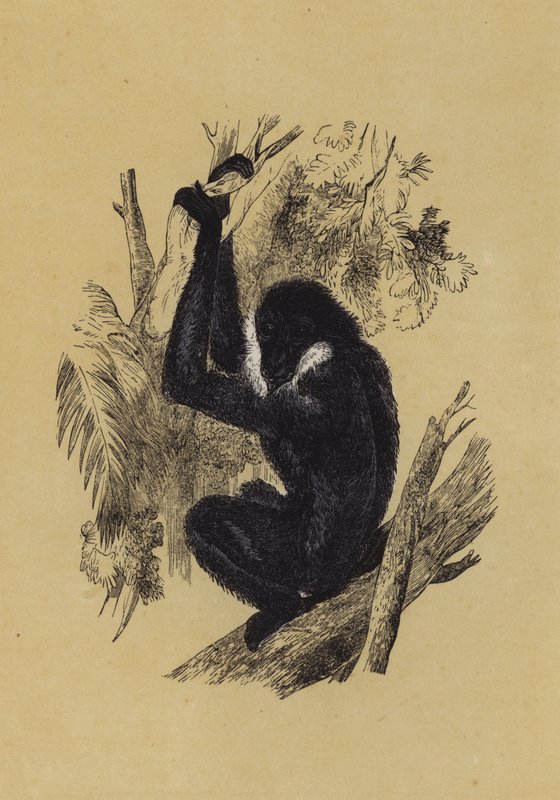 Gibbon (väri litho) tekijältä English School