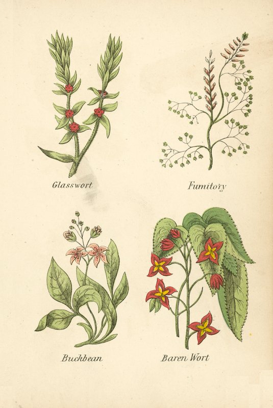 Glasswort, Fumitory, Buckbean, Baren Wort (värilitro). tekijältä English School