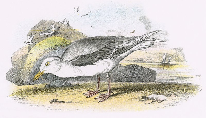 Glaucous Gull tekijältä English School