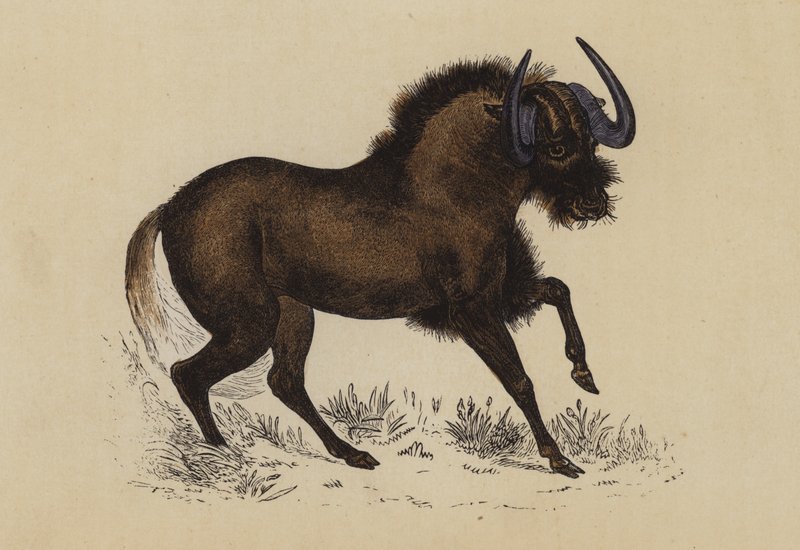 Gnu (värilitografia) tekijältä English School