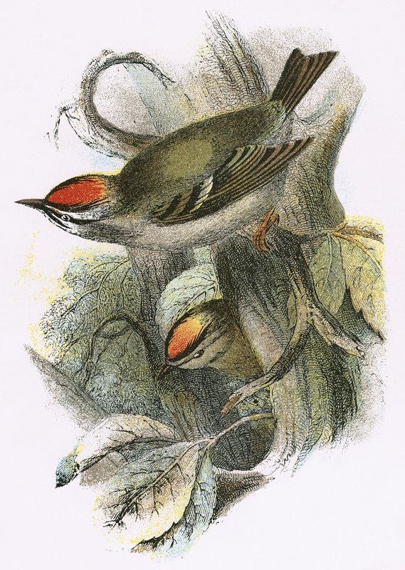 Goldcrest (alhaalla) ja Firecrest (ylhäällä) tekijältä English School