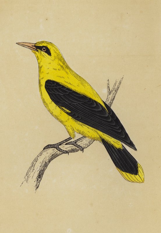 Golden Oriole (väriliitos) tekijältä English School