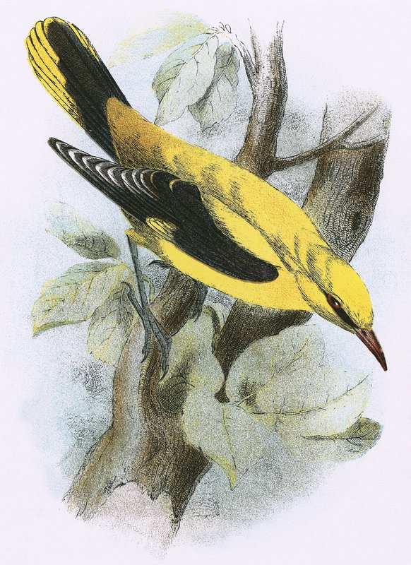 Kultainen Oriole tekijältä English School