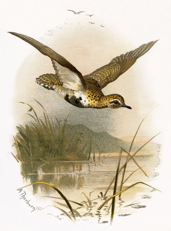 Golden Plover tekijältä English School