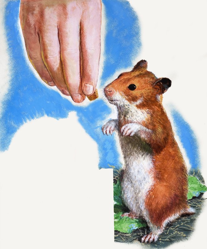 Kultainen hamsteri tekijältä English School