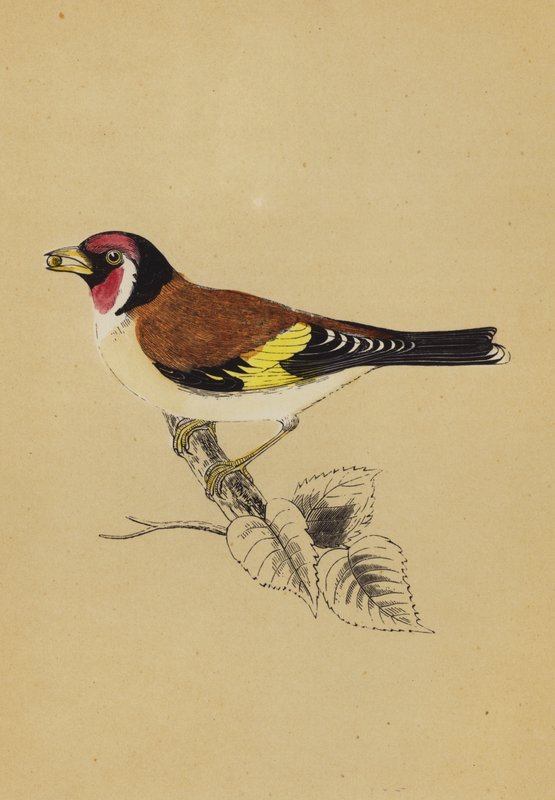 Goldfinch (väri litho) tekijältä English School