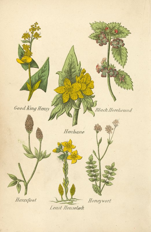Good King Henry, Henbane, Black Horehound, Haresfoot, Least Houseleek, Honeywort (värilitro). tekijältä English School